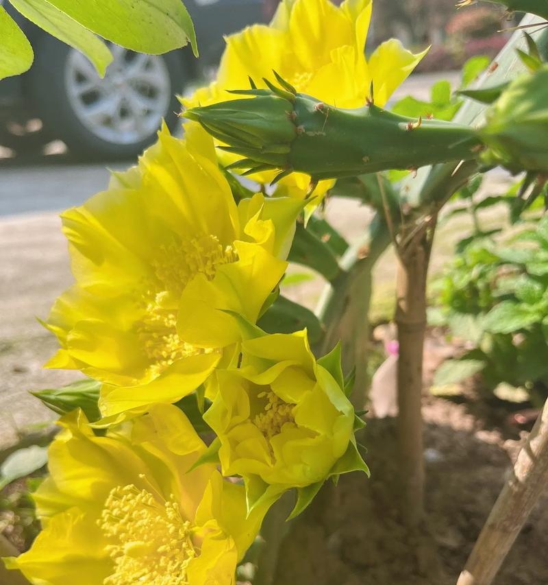 仙人掌小球开花的原因是什么？如何处理？