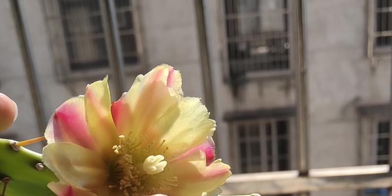 仙人掌小球开花的原因是什么？如何处理？