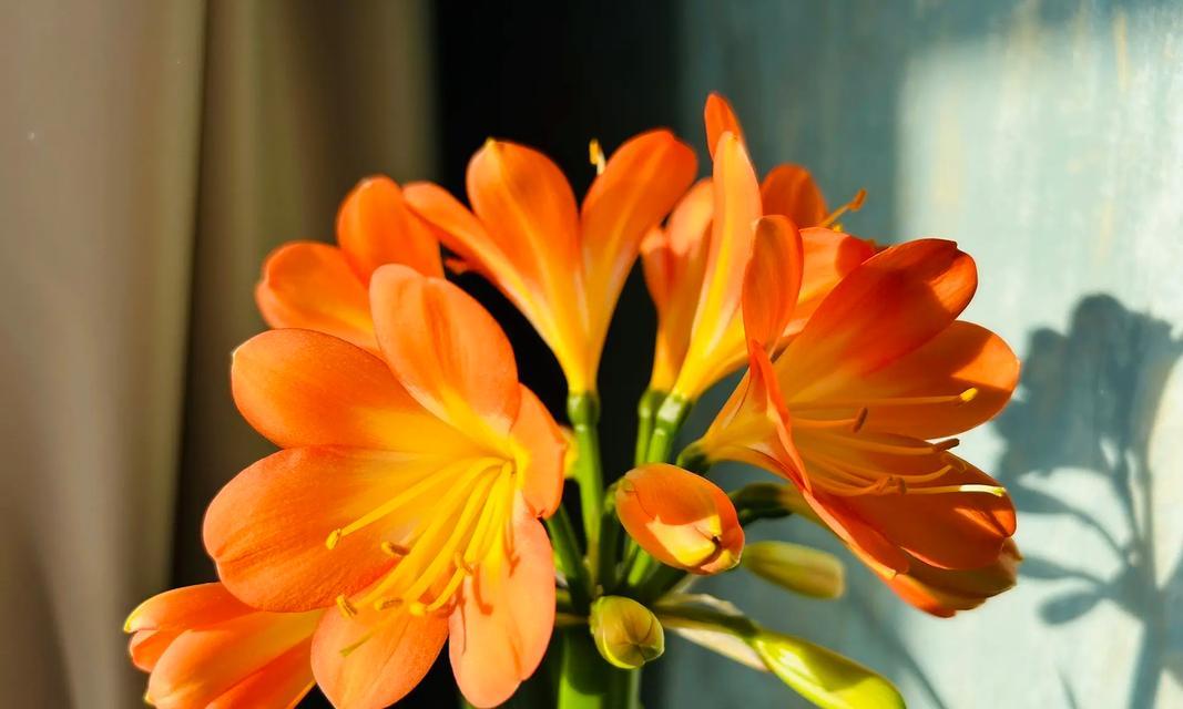 君子兰通常在什么时间开花？如何促进花期？