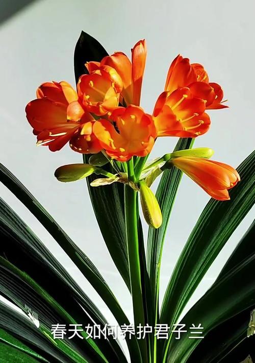 君子兰通常在什么时间开花？如何促进花期？