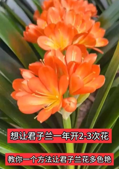 君子兰不开花时需要补充哪些营养？