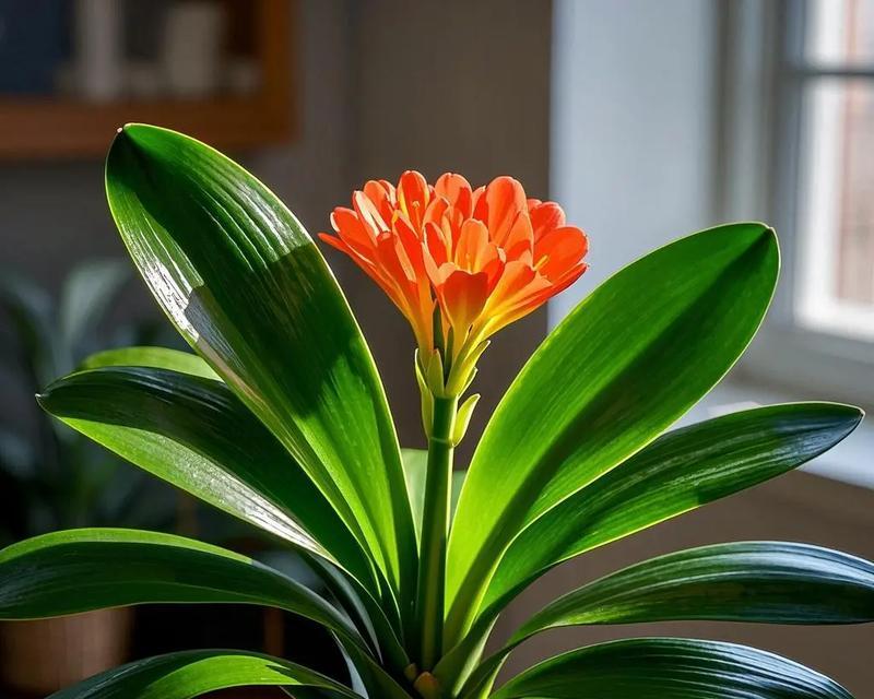 君子兰不开花时需要补充哪些营养？