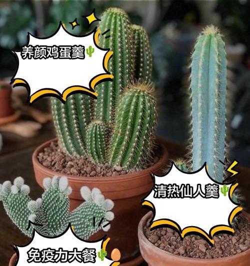 白石灰仙人掌的种植方法是什么？种植白石灰仙人掌需要注意哪些事项？