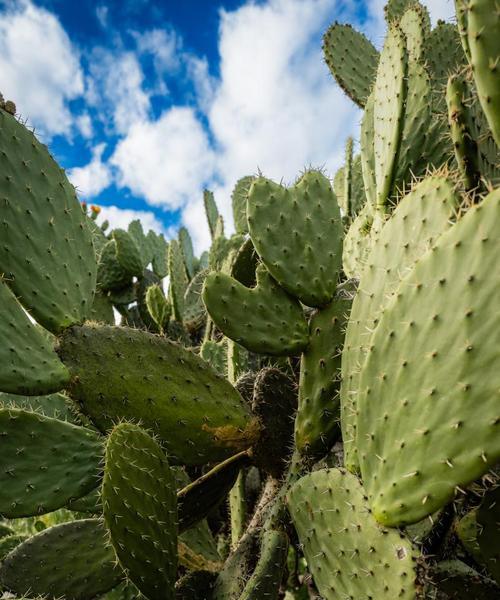 白石灰仙人掌的种植方法是什么？种植白石灰仙人掌需要注意哪些事项？