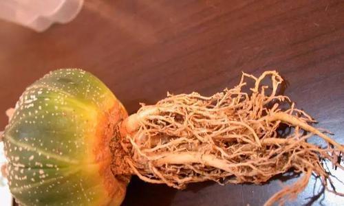 集市购得仙人掌的正确种植方法？