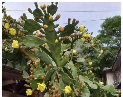 集市购得仙人掌的正确种植方法？