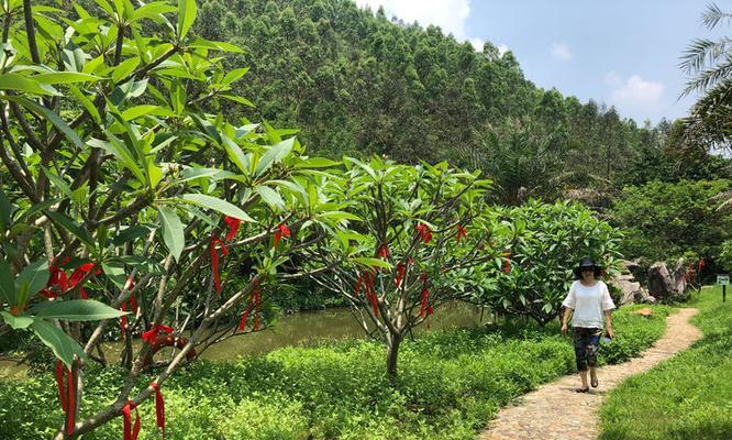集市购得仙人掌的正确种植方法？