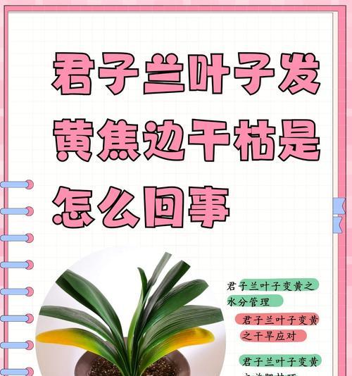 君子兰叶子歪斜怎么办？如何调整叶子生长方向？