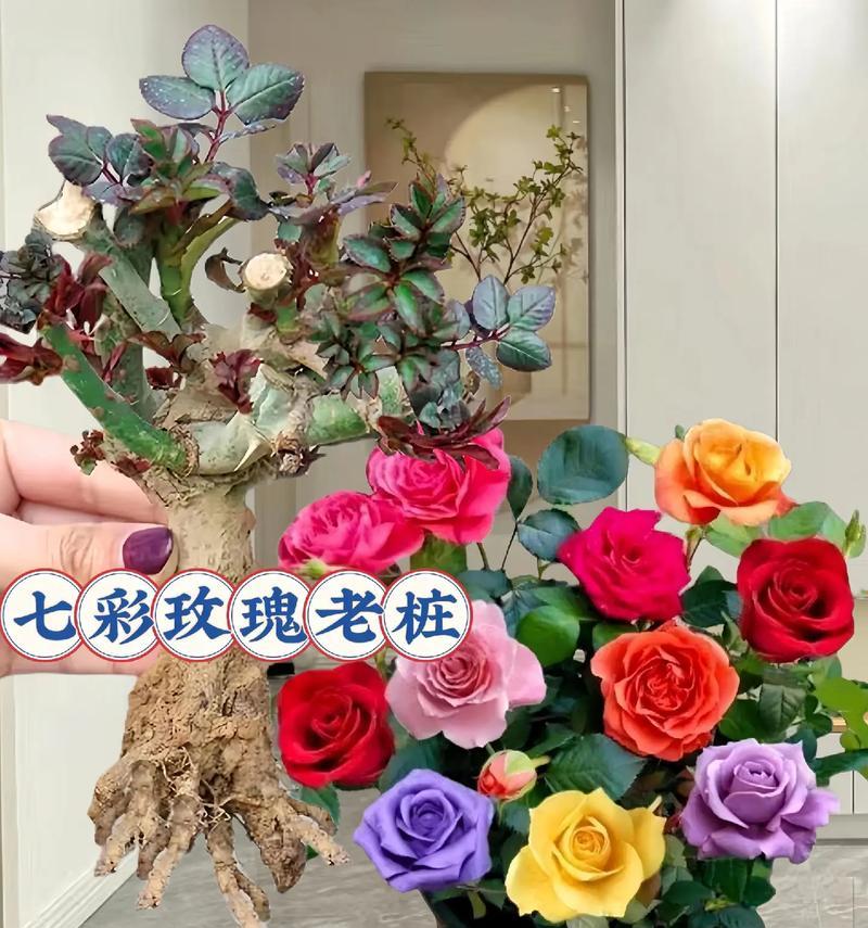 玫瑰花正品花苗花盆怎么种？如何正确种植玫瑰花花苗？