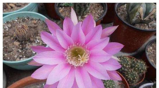 仙人球花蕊的形状和颜色有何特点？