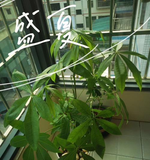 仙人掌能晒大阳吗？冬天应该怎么养护？