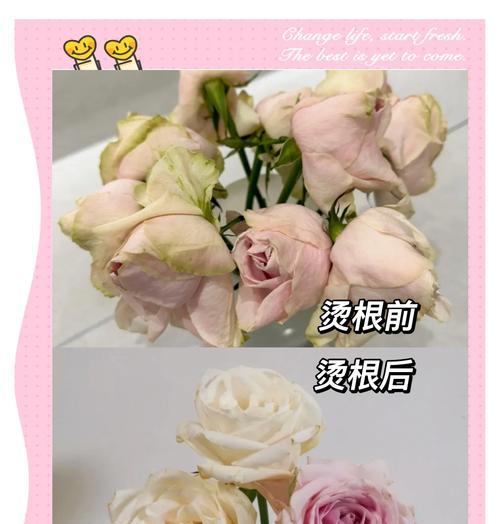 玫瑰花根部养护技巧是什么？如何培养健康的根系？