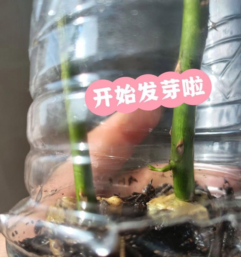 玫瑰花根部养护技巧是什么？如何培养健康的根系？