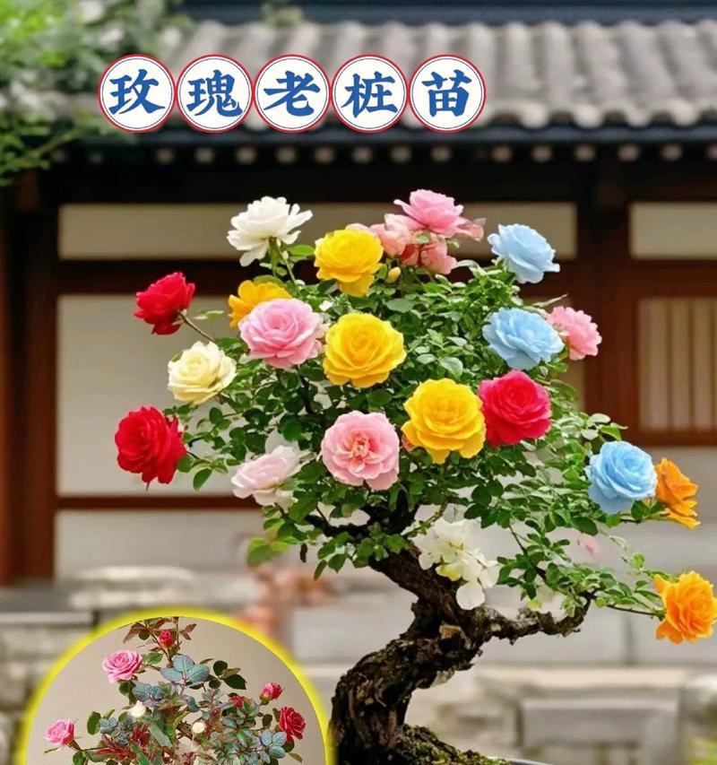 玫瑰花根部养护技巧是什么？如何培养健康的根系？