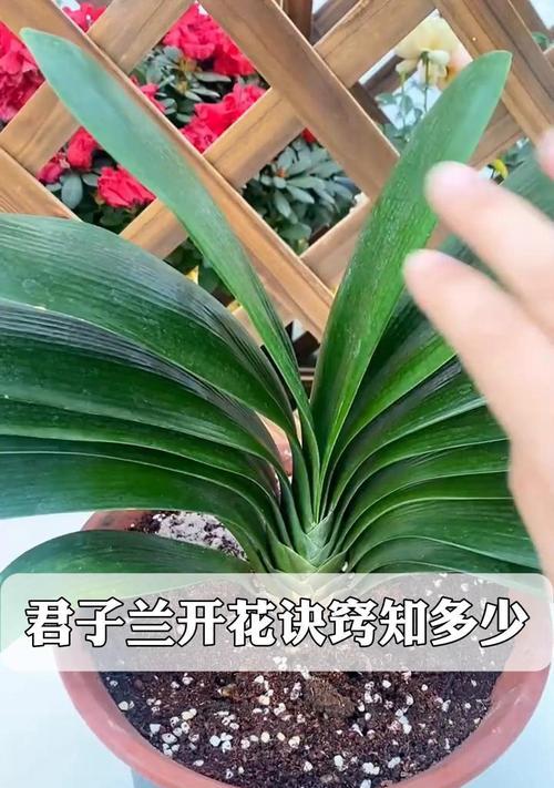 君子兰养护要点及如何促开花？