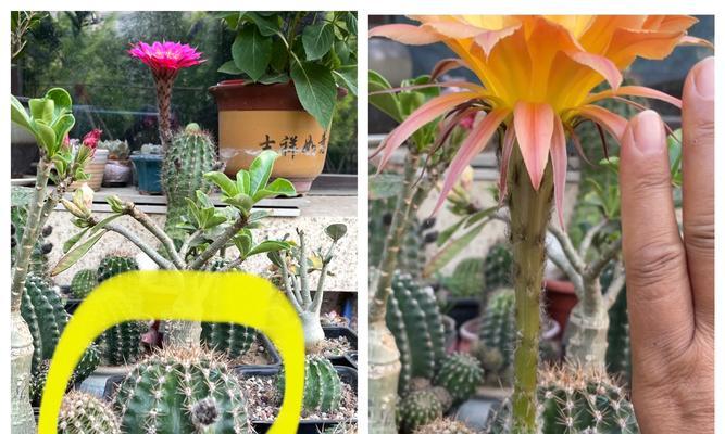 彩草黄色仙人球怎样才能开花？需要哪些条件？