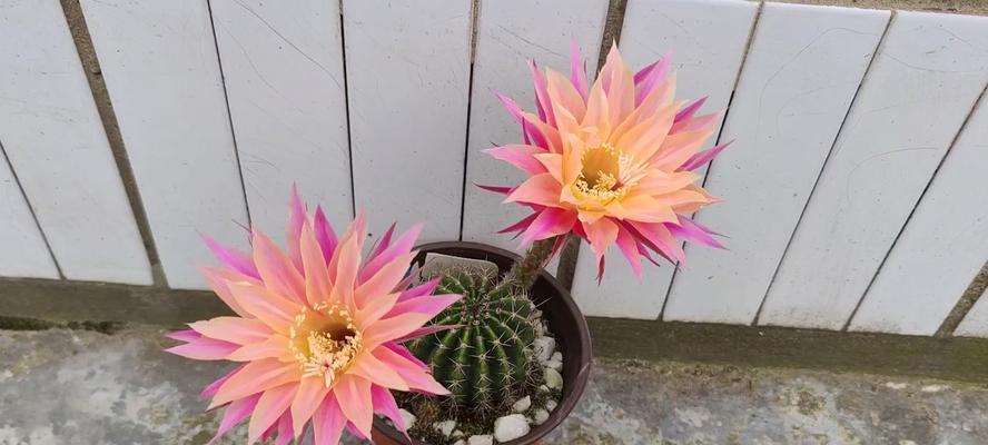 彩草黄色仙人球怎样才能开花？需要哪些条件？