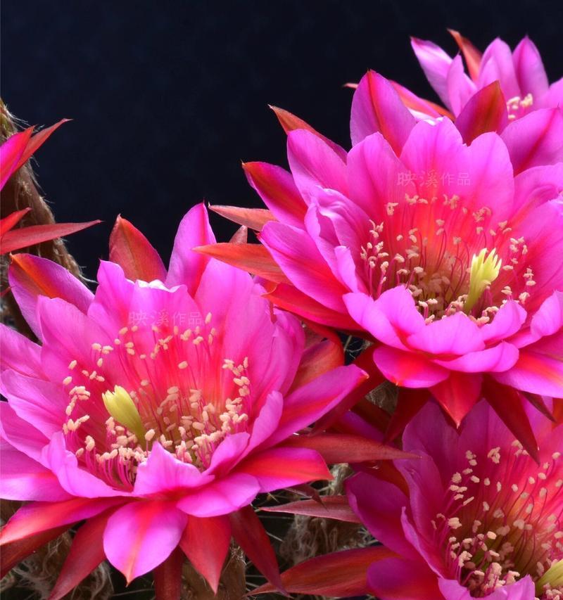 彩草黄色仙人球怎样才能开花？需要哪些条件？