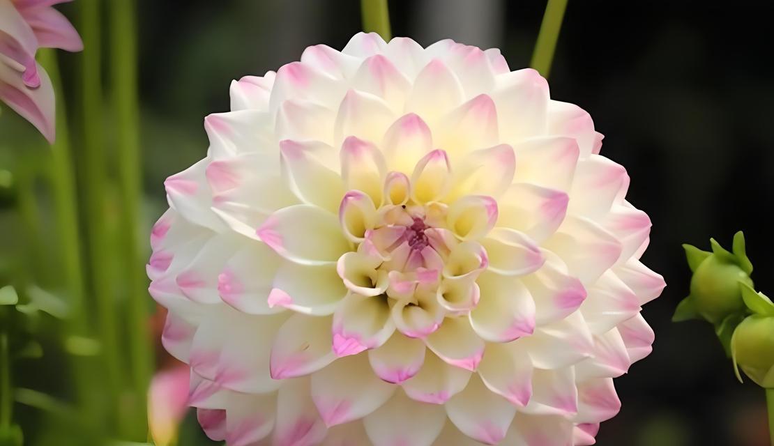 新鲜仙人球花的养护要点是什么？浇水频率应如何掌握？