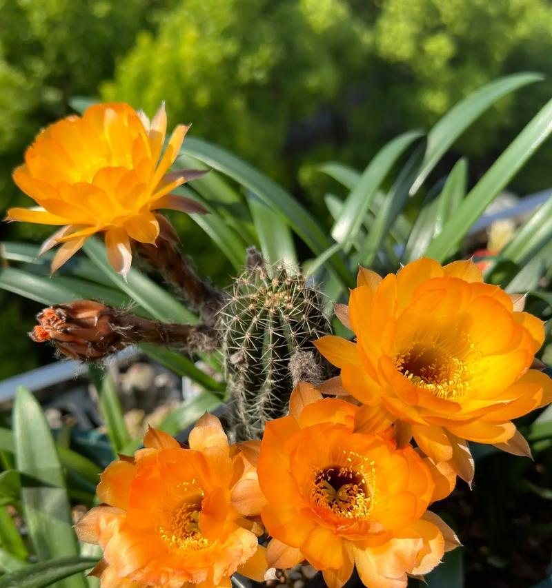 新鲜仙人球花的养护要点是什么？浇水频率应如何掌握？