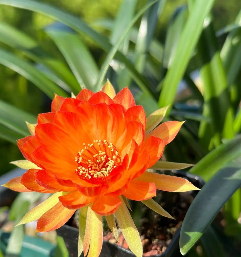 新鲜仙人球花的养护要点是什么？浇水频率应如何掌握？