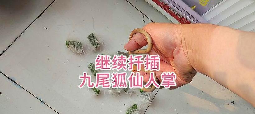 仙人掌扦插繁殖的正确方法是什么？