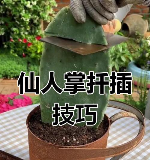仙人掌扦插繁殖的正确方法是什么？