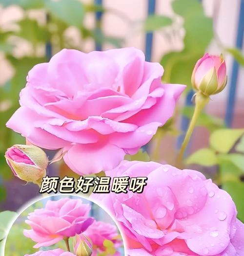 玫瑰花如何长期养护？有哪些秘诀？