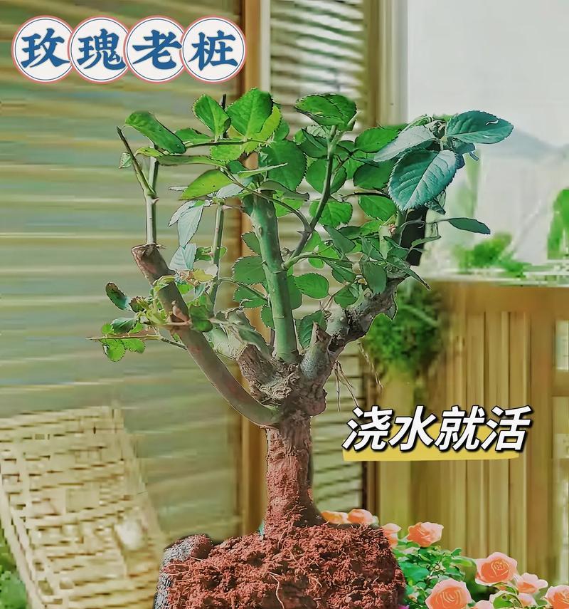 只剩的玫瑰花怎么养？只剩的玫瑰花的养护方法是什么？