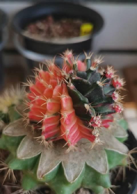 紫花龙牙仙人球的养护和管理方法是什么？