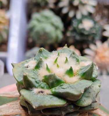 紫花龙牙仙人球的养护和管理方法是什么？