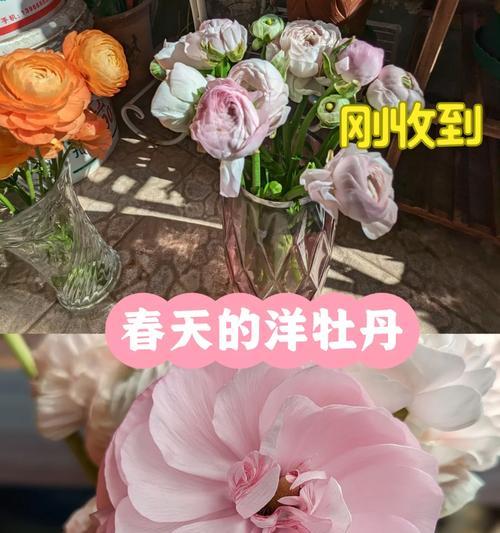 牡丹花蔫了怎么办？哪种肥料最适宜？