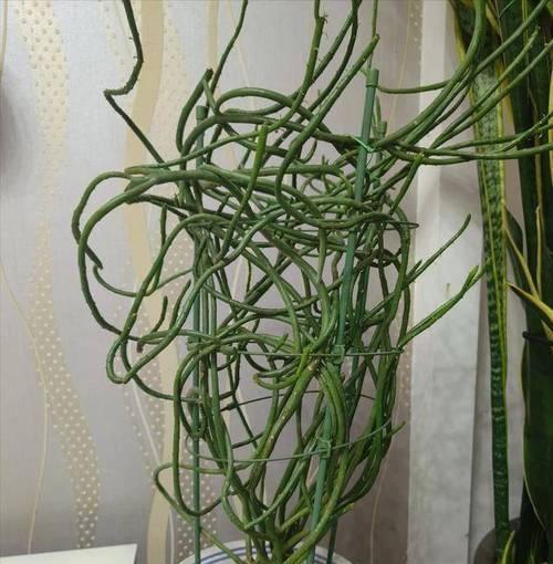 仙人球11月种植可行吗？原因是什么？
