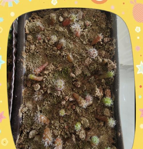 仙人球11月种植可行吗？原因是什么？