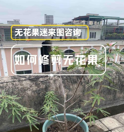 君子兰的假鳞茎太长怎么办？如何修剪？