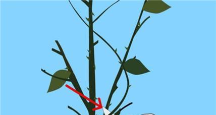 君子兰的假鳞茎太长怎么办？如何修剪？