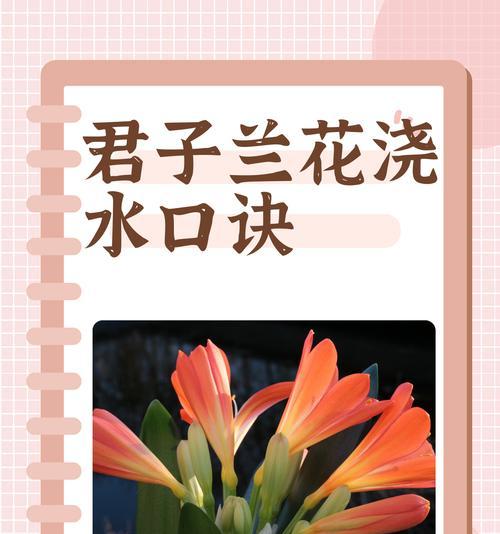 哪种君子兰品种既高大又好养？