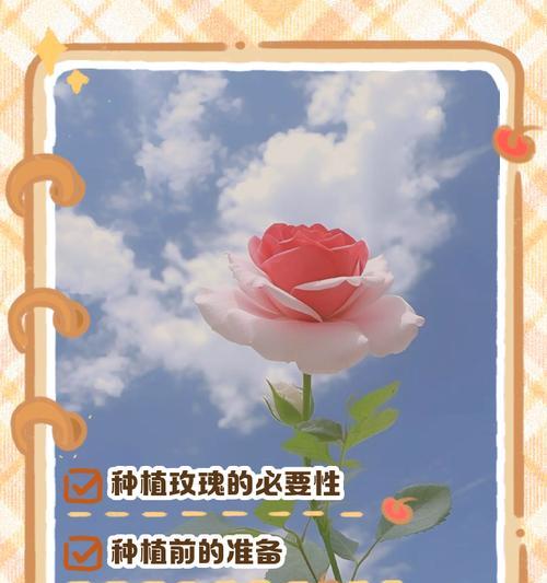 园林中种植玫瑰花的步骤是什么？
