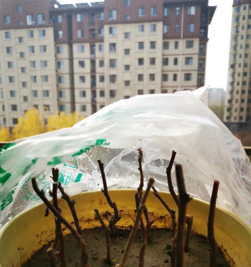 绿竹仙人球扦插方法有哪些？