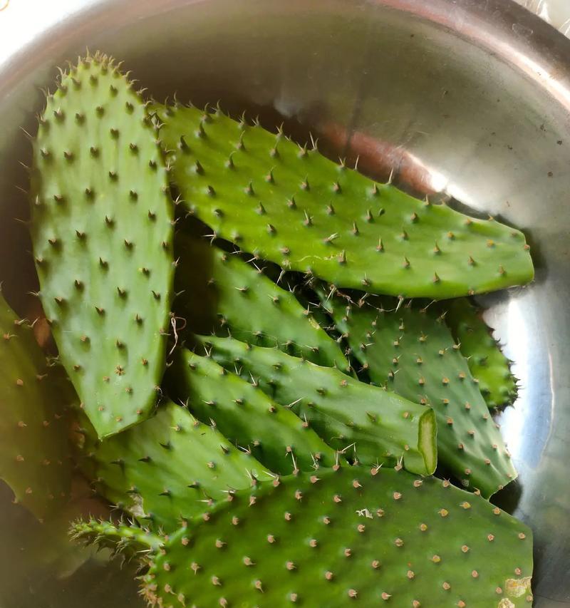 仙人掌长出嫩芽是正常现象吗？