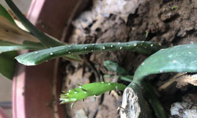 仙人掌长出嫩芽是正常现象吗？