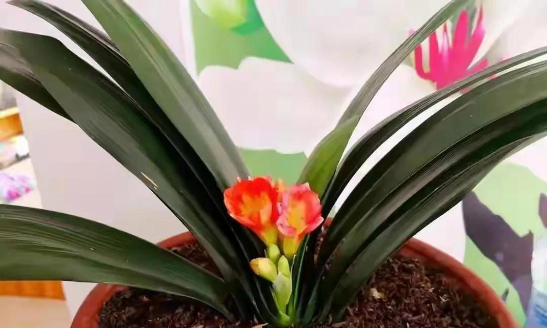 君子兰开花期是否可以换盆？换盆后的养护方法是什么？