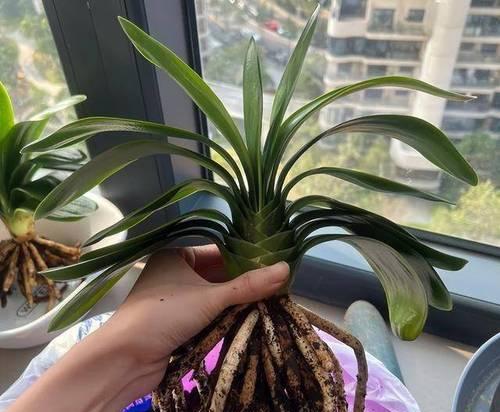 君子兰开花期是否可以换盆？换盆后的养护方法是什么？