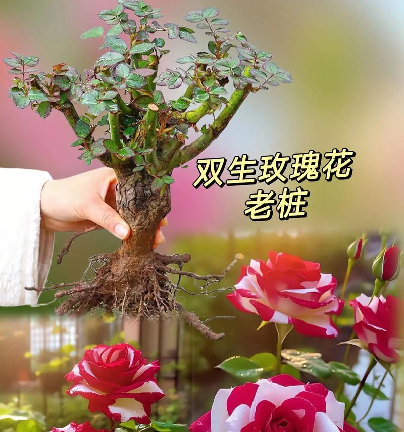 栽种后的玫瑰花如何进行日常养护？