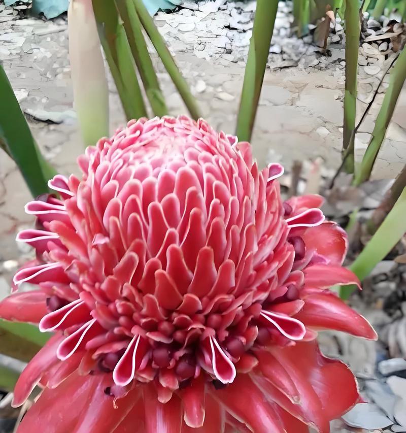 栽种后的玫瑰花如何进行日常养护？