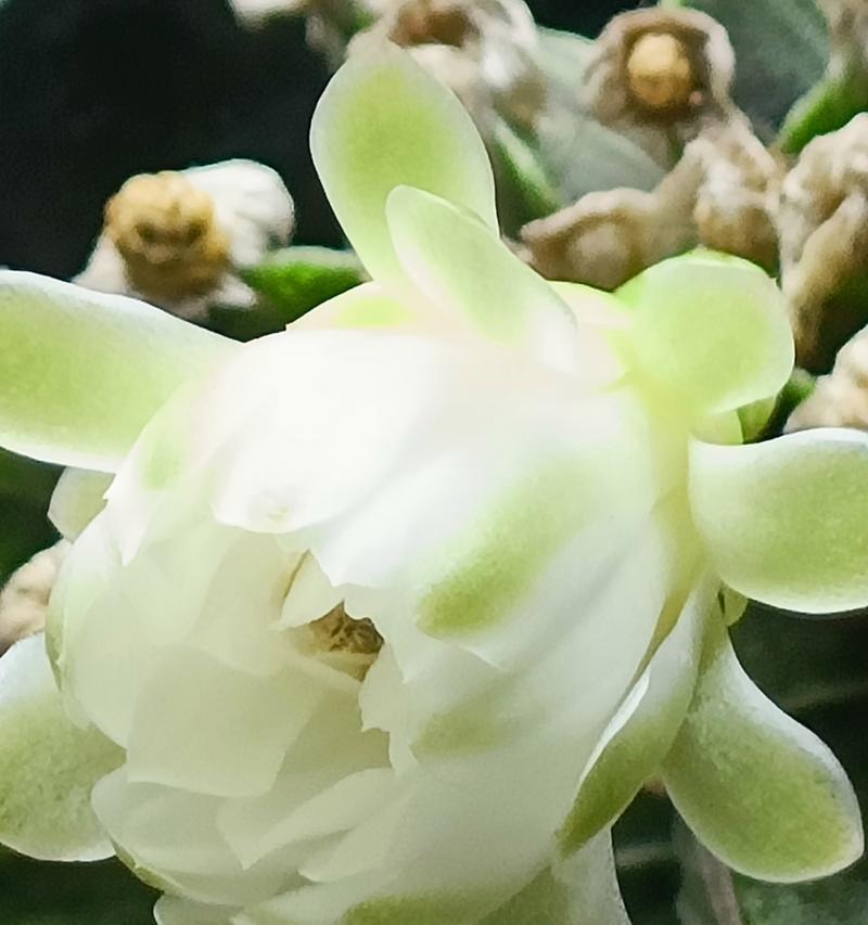 青玉丸仙人球的种植步骤是什么？