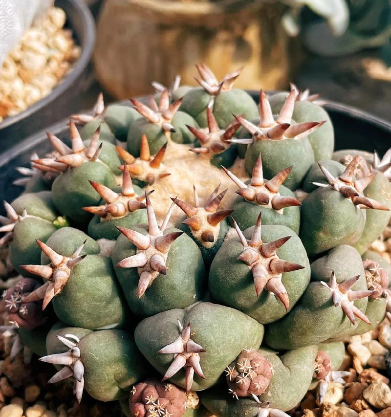 青玉丸仙人球的种植步骤是什么？