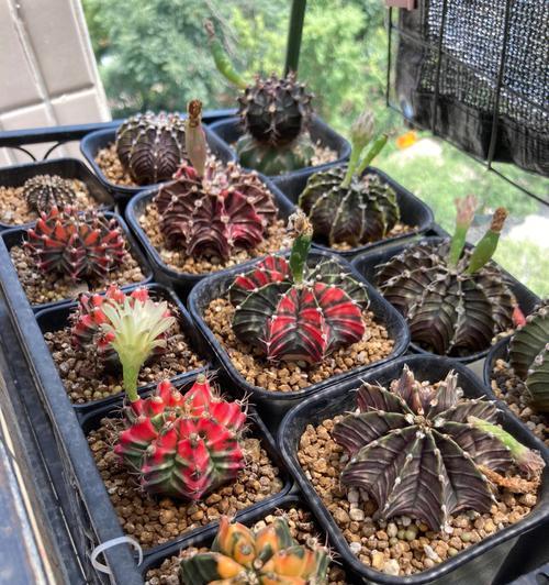 肋骨锦仙人球的种植方法是什么？