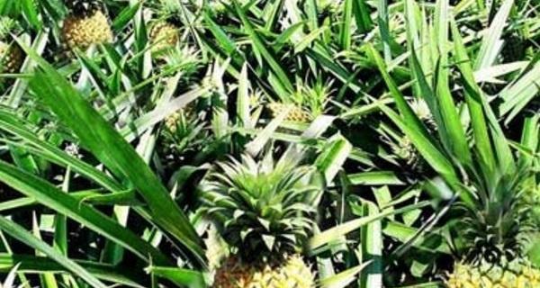小仙院仙人球的养殖技巧与注意事项有哪些？