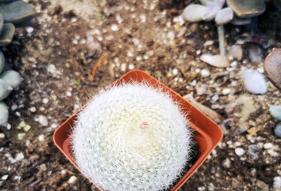 小仙院仙人球的养殖技巧与注意事项有哪些？